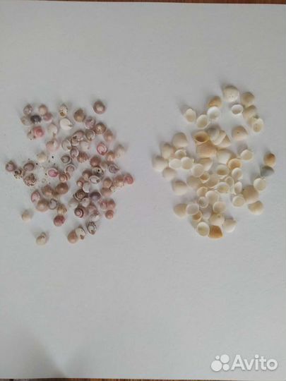 Ракушки морские