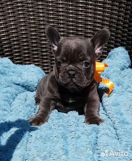 Французский бульдог щенки голубой