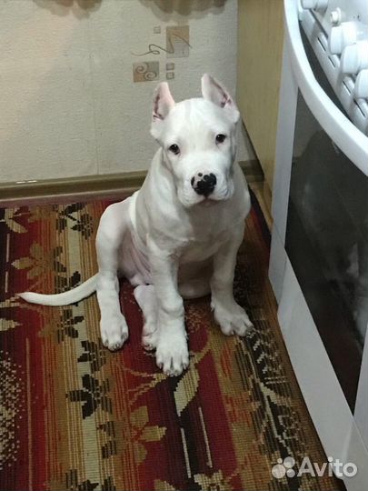 Аргентинский дог