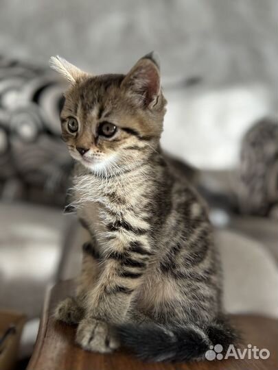 Британские вислоухие котята