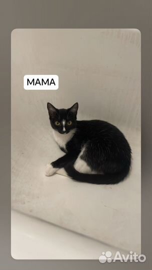 Котята в добрые руки бесплатно