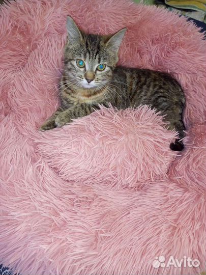 Котенок Дося