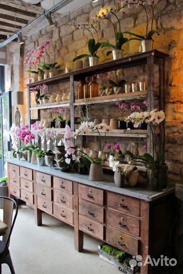 Декоративные домашние растения на реализацию