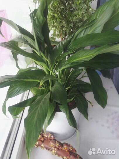 Спатифилум