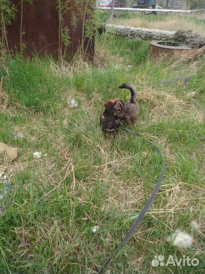 Маленькая собака в добрые руки бесплатно