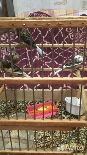 Кенор и два птенца