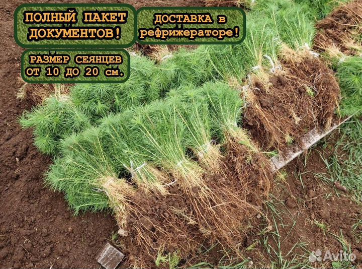 Сеянцы ели и сосны окс