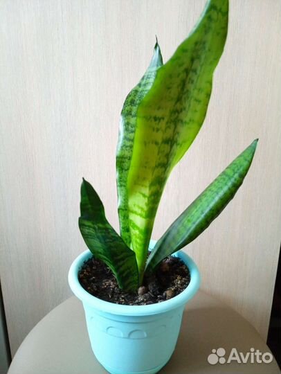 Сансевиерия