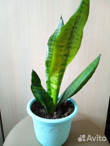 Сансевиерия