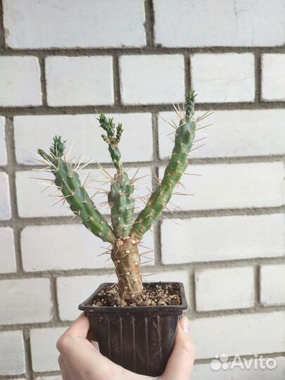 Austrocylindropuntia