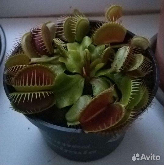 Венерия мухоловка, Ловушка