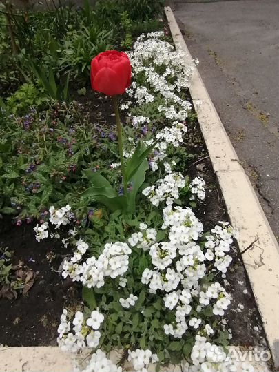 Иберис белый