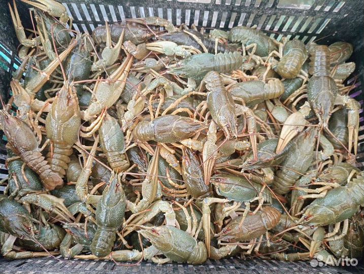 Живые и вареные раки