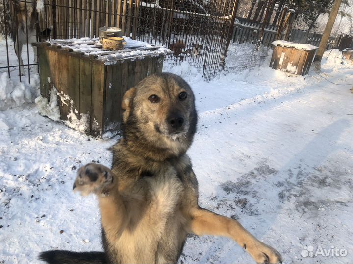 Очень классный пес