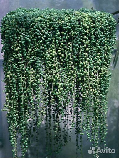 Крестовник роули