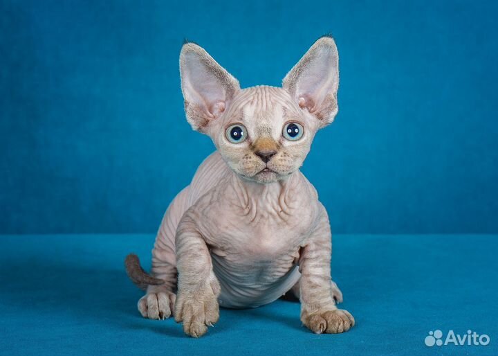 Котенок девон рекс