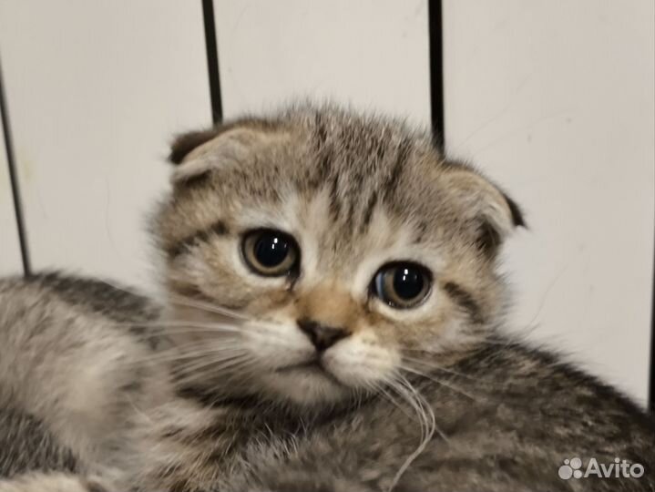 Шотладские котята