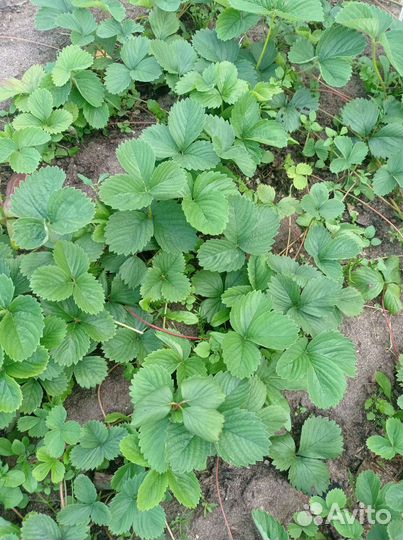 Рассада клубники