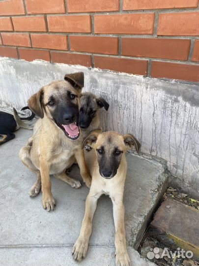 Собака в добрые руки бесплатно рыжая белая метис