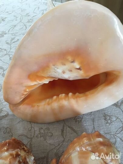 Ракушки из Индийского океана