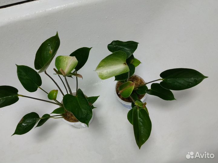Антуриумы сортовые и другие комнатные цветы