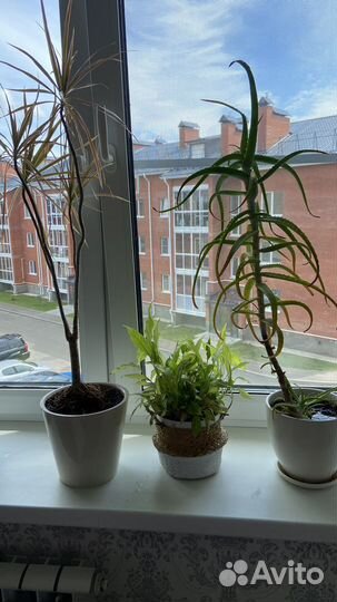 Комнатные растения цветы