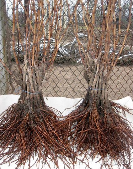 Виноград Дубовский розовый