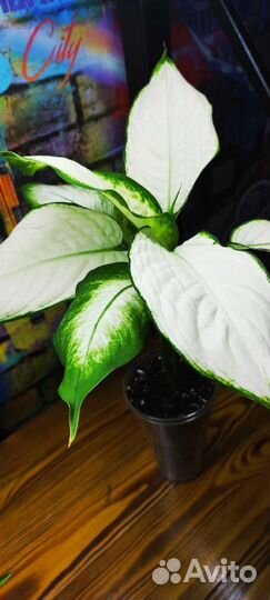 Филодендрон Ред Харт(Блек Кардинал твист)