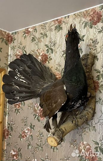 Чучела птиц