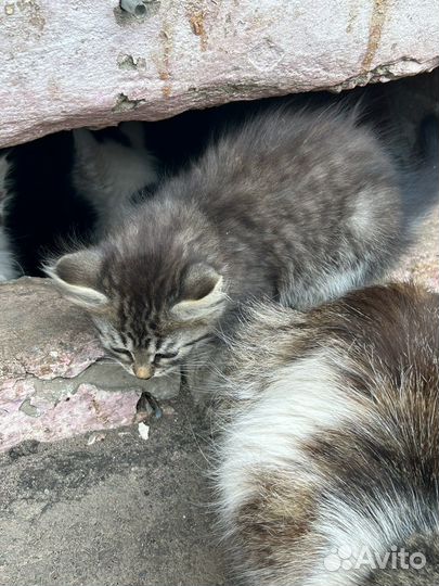 Котята и кошки