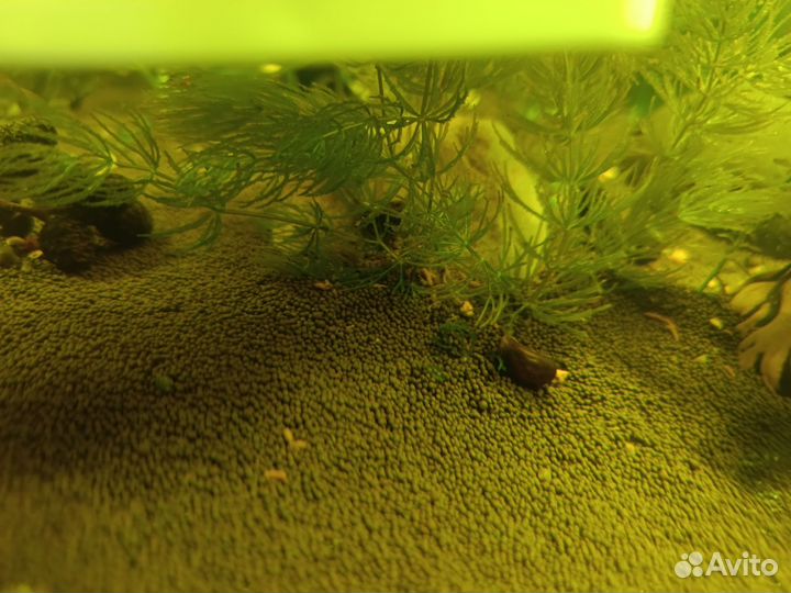 Улитки аквариумные