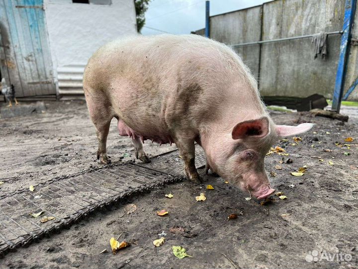 Свиноматка