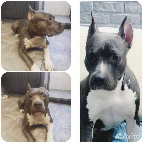 Купирование ушей