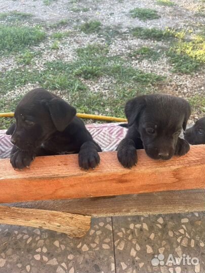 Щенки кане корсо