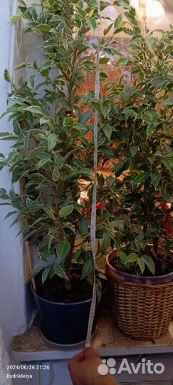 Фикус бенджамина