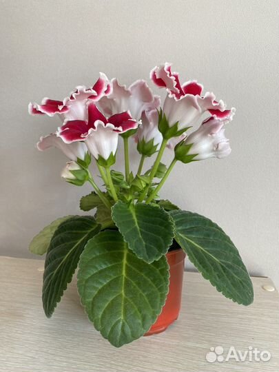 Глоксиния цветущая