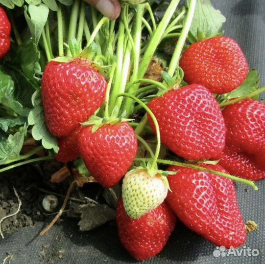 Клубника ремонтантная