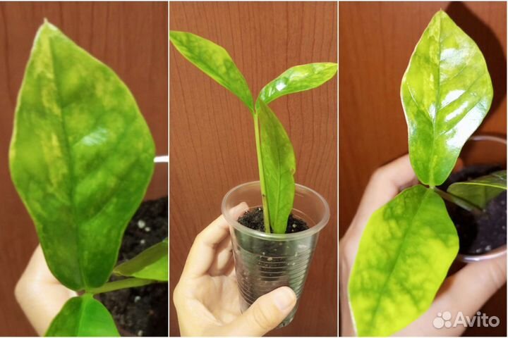 Замиокулькас Лонг Лив лимон