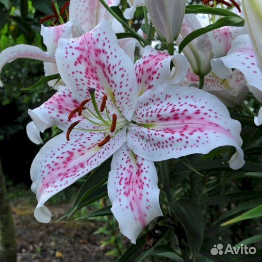 Лилия саженцы Экстраваганца
