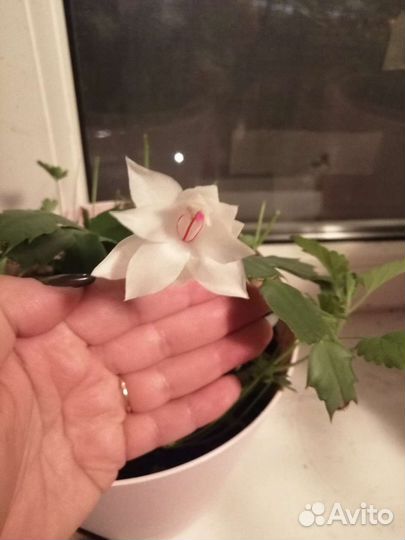 Шлюмбергера