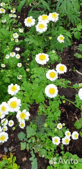 Садовые многолетние цветы