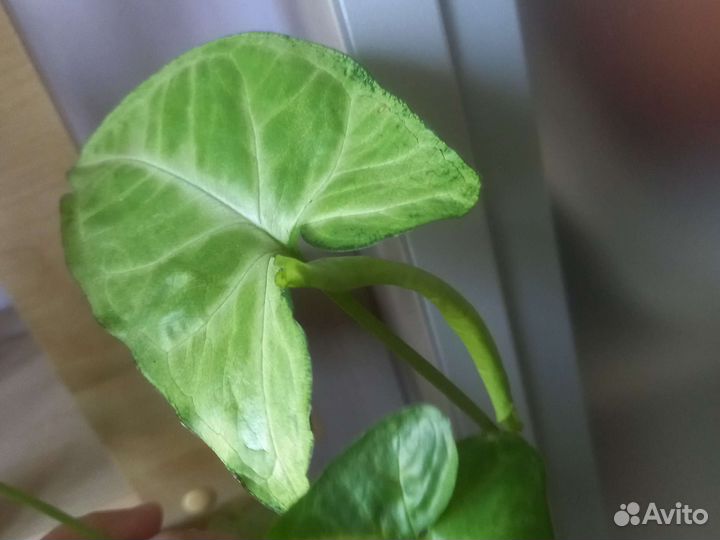 Сигнониум лиана