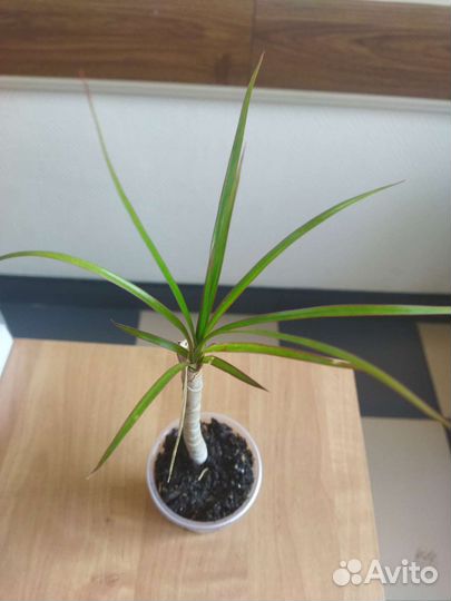 Пальма драцена