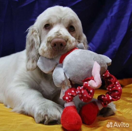 Кламбер спаниель