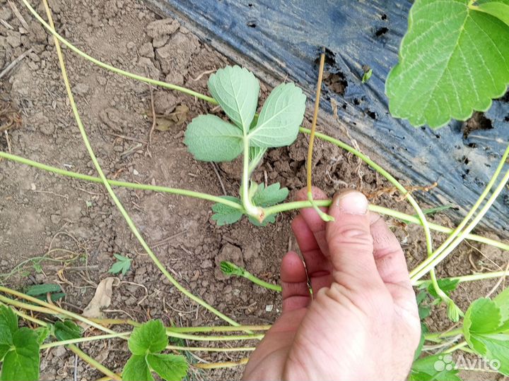 Усы клубники Априка