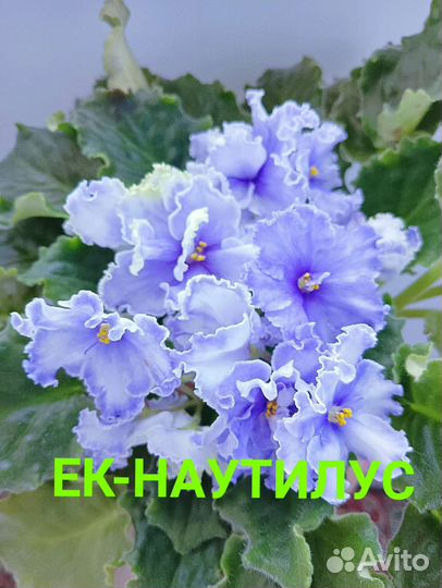 Лист фиалки, 10сортов