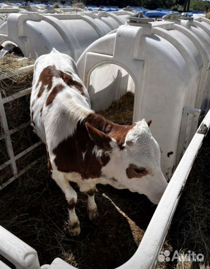 Телята бычки