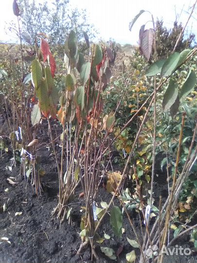 Саженцы плодовых деревьев