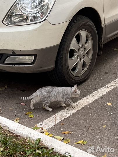 Кошечка в добрые руки