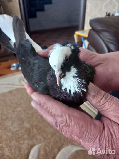 Голуби Северокавказские, Тбилисские